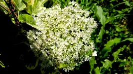 kletterhortensie.miranda.-.hydrangea.petiolaris.miranda_0003.webp