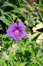 Storchschn. lila.webp