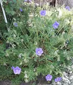 Burtons Varity.webp