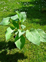 P1130879.JPG