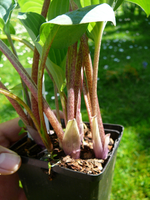 P1130880.webp