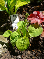 P1130882.webp
