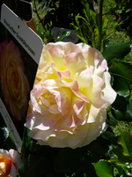P1130858.webp