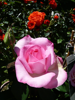 P1130860.webp