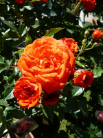 P1130861.webp