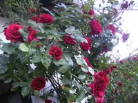 BILD6711.webp