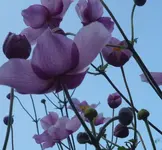 Herbstanemone 01.webp