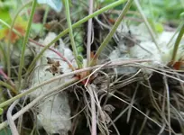Herbstanemone 02.webp