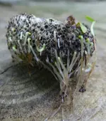 Herbstanemone 04.webp