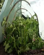 Herbstanemone 00.webp