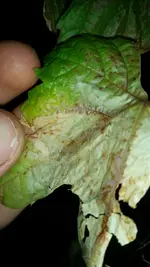 IMG-20170530-WA0001.webp
