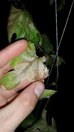 IMG-20170530-WA0007.webp