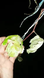 IMG-20170530-WA0009.webp