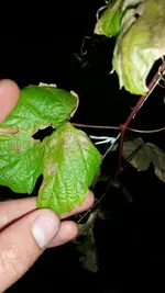 IMG-20170530-WA0000.webp