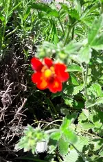 Eine art Erdbeerblüte.webp