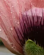 Türkenmohn 05.jpg