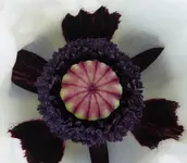 Türkenmohn 06.webp
