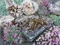 Saxifraga 03.webp