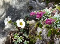 Saxifraga 04 1.webp