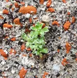 Saxifraga 04 2.webp
