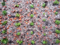 Saxifraga 05.webp