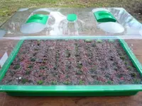 Saxifraga 07.webp