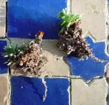 Saxifraga 08.webp