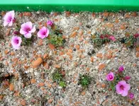 Saxifraga 09.webp