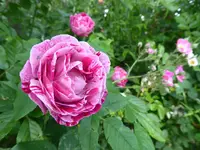 P1030100.webp