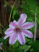 DSCI0246.webp