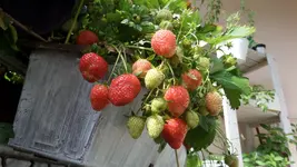 SAM_1540.webp