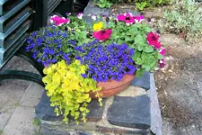 100_4071.webp