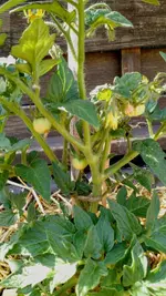IMG_20170530_160211330.webp