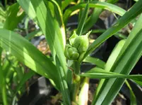 sibling rivalry_1067x800.webp