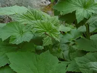 P1000931.webp