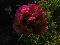 P1000944.webp