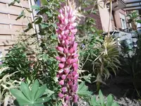 P1000950.webp