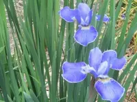 Bilda024.webp