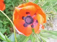 Bilda017.webp