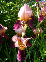 P1130889.webp