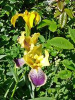 P1130890.webp
