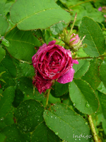 P1130900.JPG