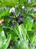 chrysographes_600x800.webp