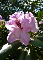 P1130884.webp