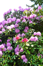 P1130885.webp