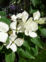 P1130840.webp