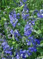 2017blau04.webp