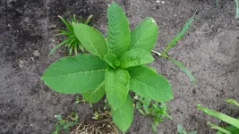 Plfanze mit Knolle.webp
