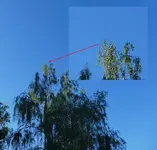 Grauschnäpper 01.webp