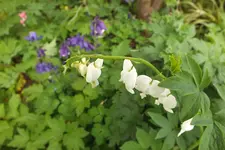 DSCF9012.webp